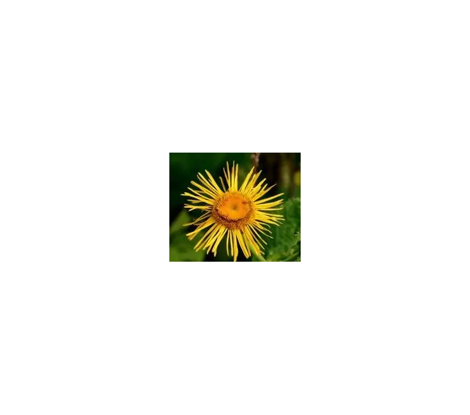 FINDHORN ELECAMPANE (HELENIO) 15 ML