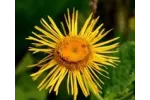 FINDHORN ELECAMPANE (HELENIO) 15 ML