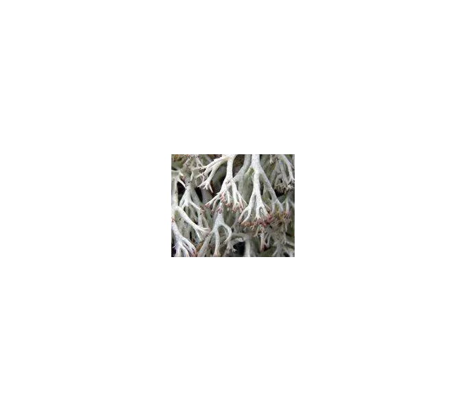 FINDHORN REINDEER LINCHEN (LIQUEN) 15 ML