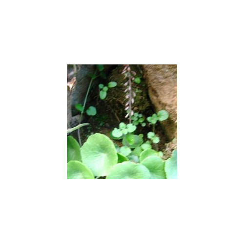 FINDHORN IONA PENNYWORT (OMBLIGUERA DE IONA) 15 ML