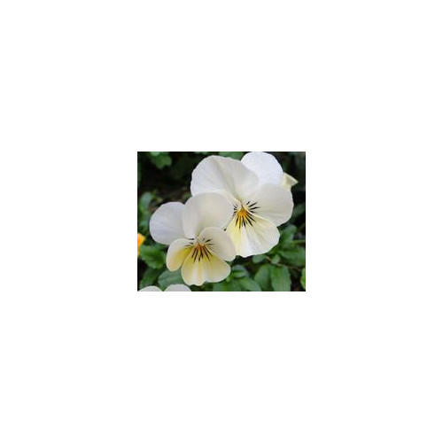 FINDHORN WILD PANSY (PENSAMIENTO) 15 ML