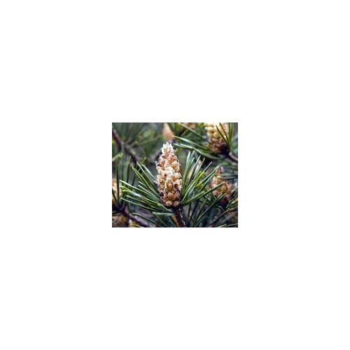 FINDHORN SCOTS PINE (PINO ESCOCES) 15 ML