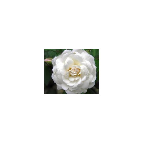 FINDHORN ROSE ALBA (ROSA ALBA) 15 ML