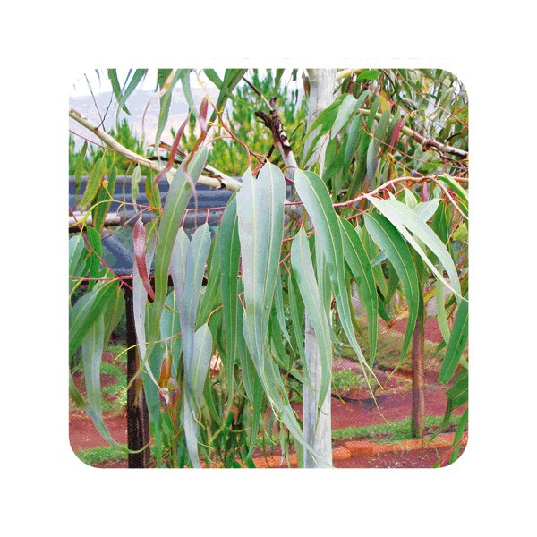 ACEITE ESENCIAL DE EUCALIPTO AZUL  BIO (EUCALYPTUS CITRIODORA) 10 CC PRANAROM