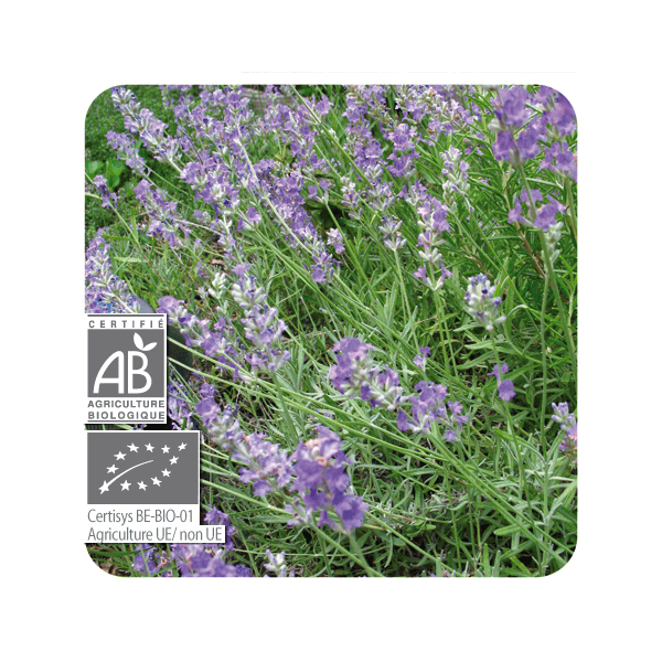 ACEITE ESENCIAL DE LAVANDA BIO (LAVANDULA ANGUSTIFOLIA) 1 L PRANAROM