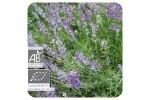 ACEITE ESENCIAL DE LAVANDA BIO (LAVANDULA ANGUSTIFOLIA) 1 L PRANAROM