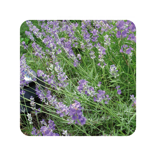 LAVANDA O.E (LAVANDULA ANGUSTIFOLIA) 10 CC PRANAROM