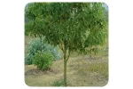 ACEITE ESENCIAL DE RAVINTSARA (CINNAMOMUM CAMPHORA QT CINEOL) 10 CC PRANAROM