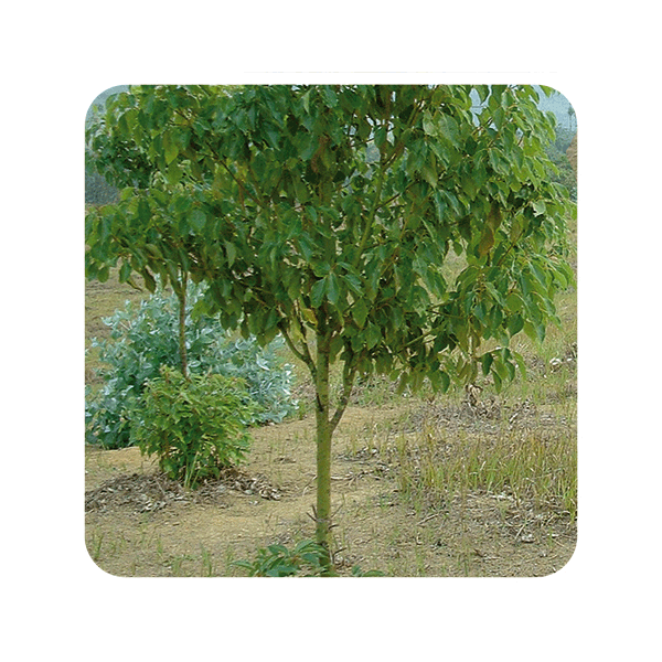 ACEITE ESENCIAL RAVINTSARA BIO (CINNAMOMUM CAMPHORA) 10 CC PRANAROM