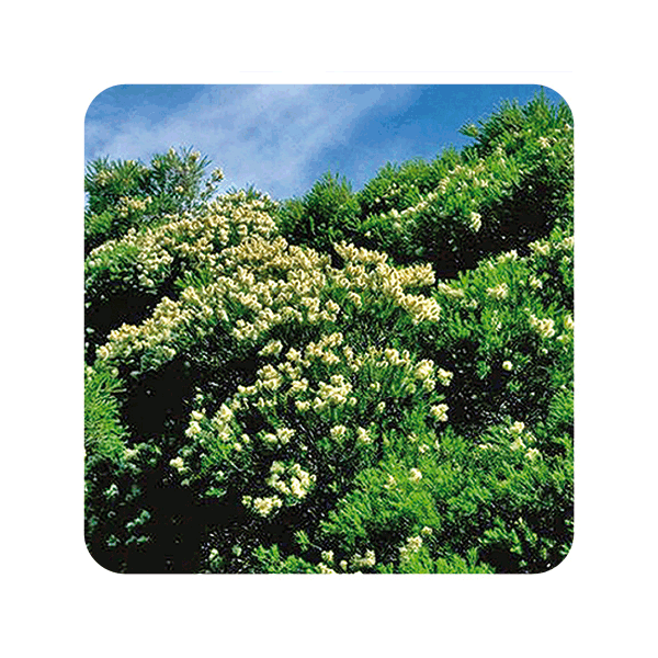 ACEITE ESENCIAL DE ARBOL DE TE (MELALEUCA ALTERNIFOLIA) 10 CC PRANAROM