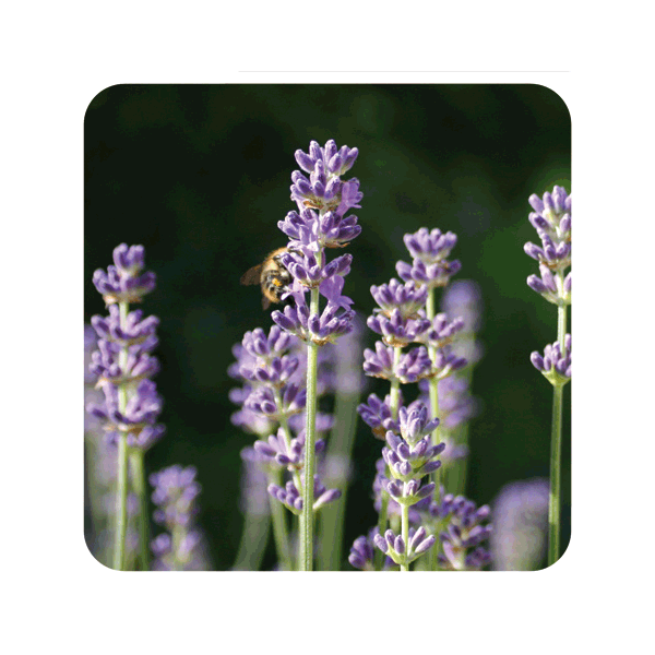 ACEITE ESENCIAL DE ESPLIEGO MACHO (LAVANDULA SPICA) 10 CC PRANAROM