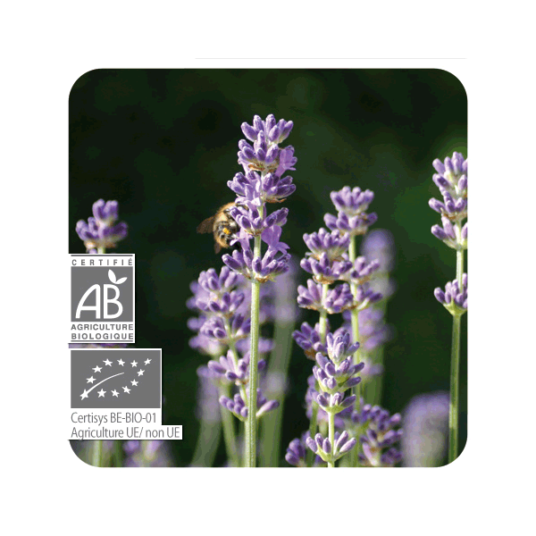 ACEITE ESENCIAL DE ESPLIEGO MACHO BIO (LAVANDULA SPICA LATIFOLIA) 10 CC PRANAROM