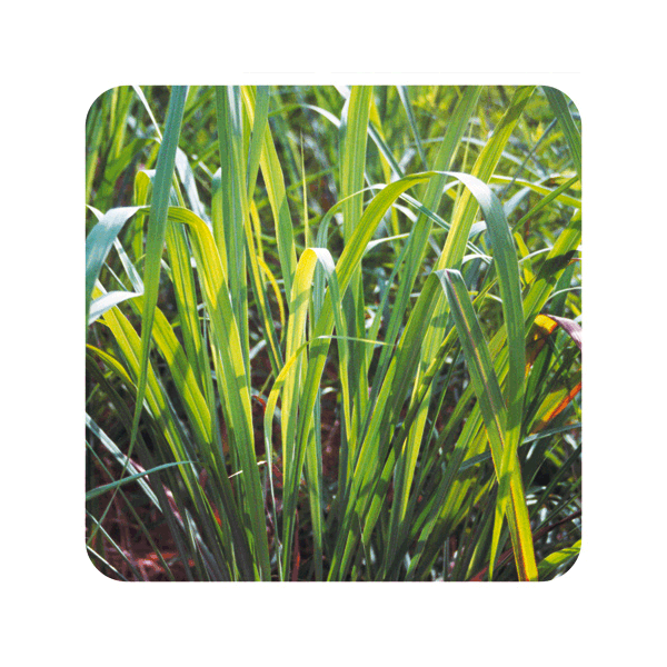 ACEITE ESENCIAL DE CITRONELA DE JAVA (CYMBOPOGON WINTERIANUS) 10CC PRANAROM