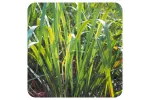 ACEITE ESENCIAL DE CITRONELA DE JAVA (CYMBOPOGON WINTERIANUS) 10CC PRANAROM