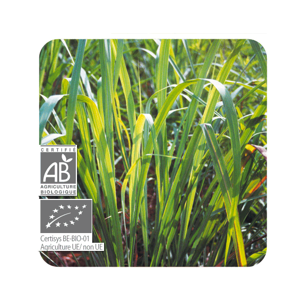 ACEITE ESENCIAL DE CITRONELA DE JAVA  BIO (CYMBOPOGON WINTERIANUS) 10 CC PRANAROM