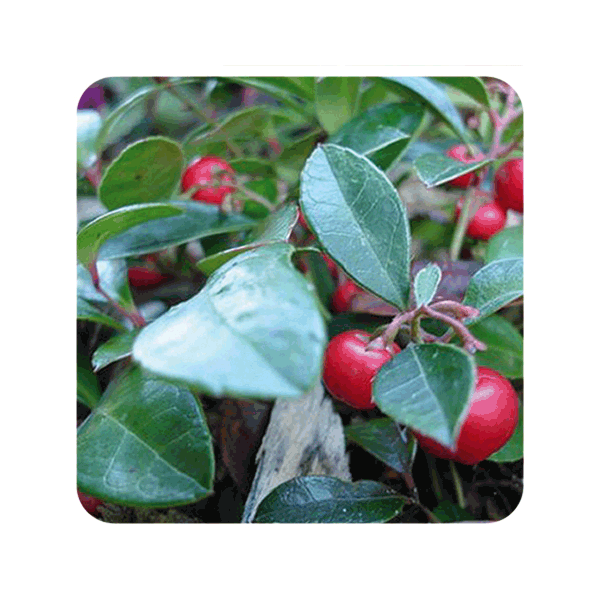 ACEITE ESENCIAL DE GAULTERIA  (GAULTHERIA PROCUMBENS) 10 CC PRANAROM