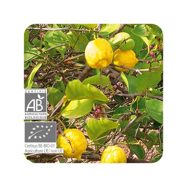 ESENCIA DE LIMON  BIO (CITRUS LIMON) 10 CC PRANAROM