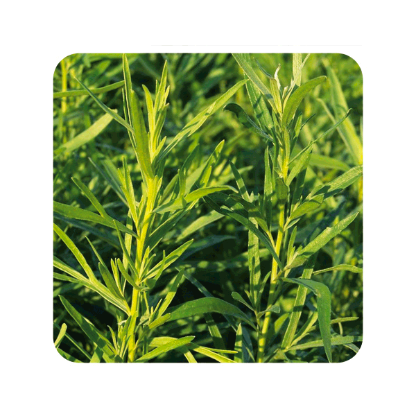 ACEITE ESENCIAL DE ESTRAGON  (ARTEMISIA DRACUNCULUS) 5 CC PRANAROM