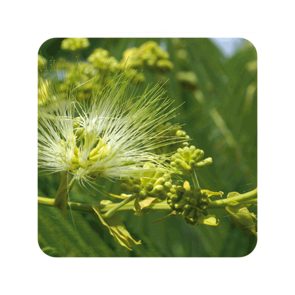 ACEITE ESENCIAL DE CLAVO DE ESPECIAS (EUGENIA CARYOPHYLLUS) 10 CC PRANAROM