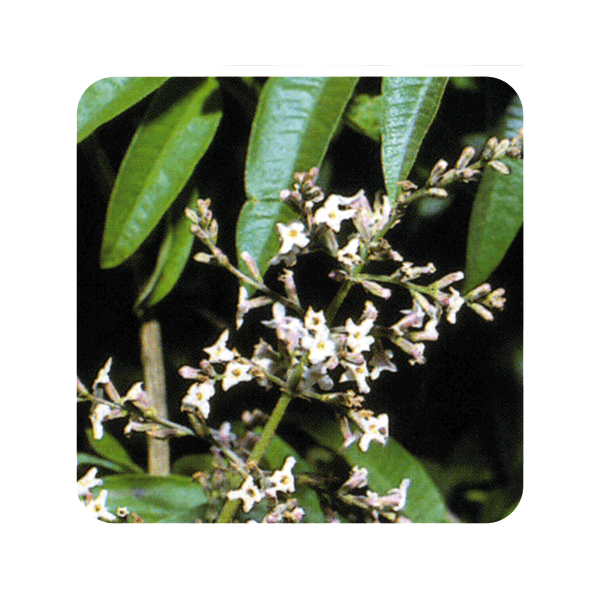 ACEITE ESENCIAL DE HIERBALUISA  (LIPPIA CITRIODORA) 5 CC PRANAROM