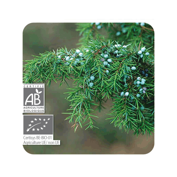 ACEITE ESENCIAL DE ENEBRO COMUN  BIO (JUNIPERUS COMMUNIS APLINA) 5 CC PRANAROM