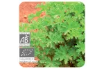 ACEITE ESENCIAL DE GERANIO BOURBON  BIO (PELARGONIUM X ASPERUM BOURBON) 10 CC PRANAROM