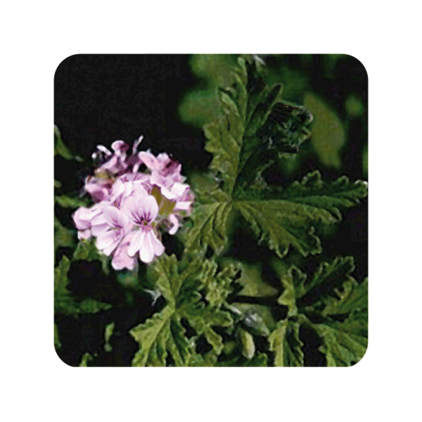 ACEITE ESENCIAL DE GERANIO DE EGIPTO  (PELARGONIUM X ASPERUM) 10 CC PRANAROM