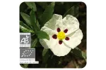 ACEITE ESENCIAL DE JARA CORCEGA  BIO (CISTUS LADANIFERUS) 5 CC PRANAROM