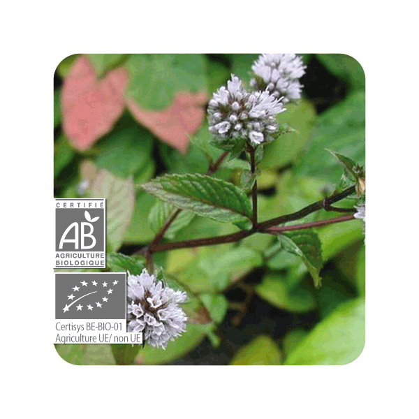 ACEITE ESENCIAL DE MENTA PIPERITA  BIO (MENTHA PIPERITA) 5 CC PRANAROM