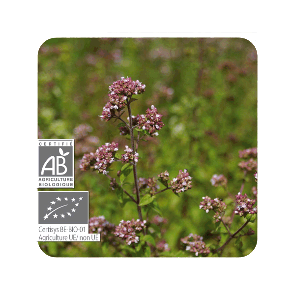 ACEITE ESENCIAL DE OREGANO  BIO (ORIGANUM COMPACTUM) 10 CC PRANAROM