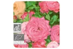 ACEITE ESENCIAL ROSA DAMASCO BIO (ROSA DAMASCENA) 5 CC PRANAROM