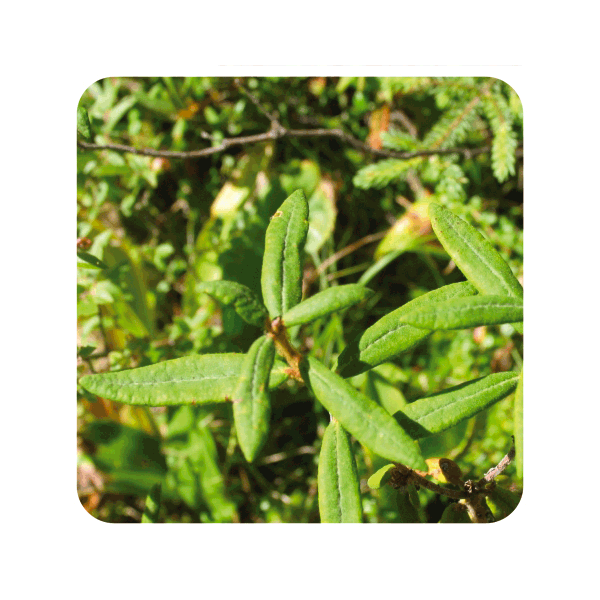 ACEITE ESENCIAL DE TE DE LABRADOR  (LEDUM GROENLANDICUM RAMA FLORI) 5 CC PRANAROM