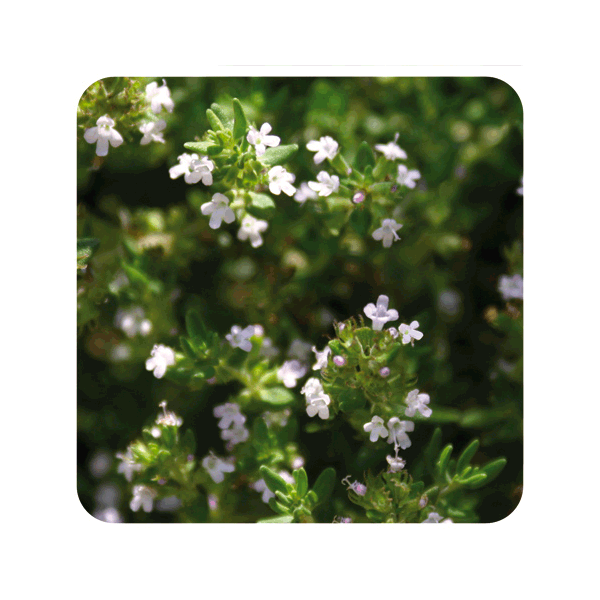 ACEITE ESENCIAL  TOMILLO MARROQUI (THYMUS SATUREIOIDES) 10 CC PRANAROM