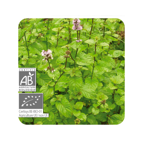 ACEITE ESENCIAL DE MENTA DE CAMPO BIO (MENTHA ARVENSIS) 10 CC PRANAROM