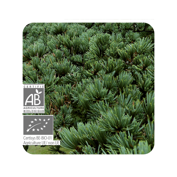 ACEITE ESENCIAL CEDRO ATLAS BIO (CEDRUS ATLANTICA) 10 CC PRANAROM