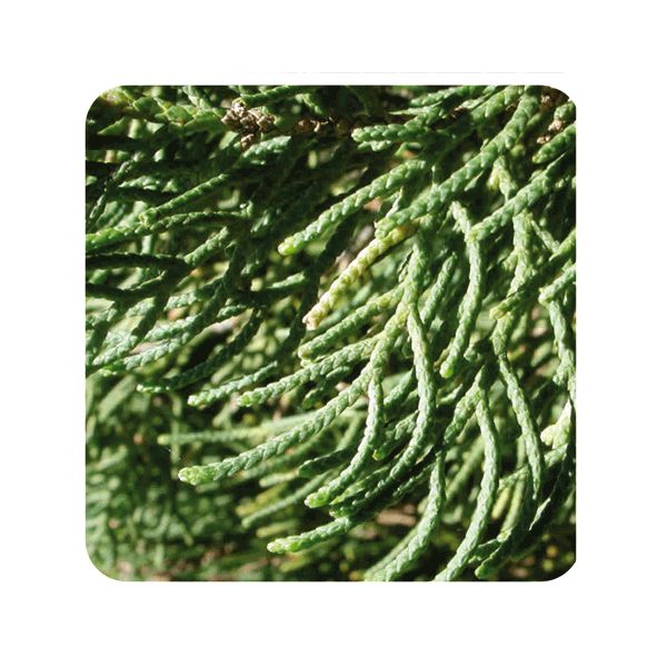 ACEITE ESENCIAL DE CIPRES DE PROVENZA (CUPRESSUS SEMPREVIRENS) 10 CC PRANAROM