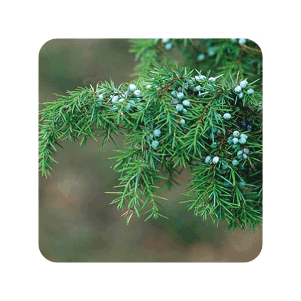 ACEITE ESENCIAL DE ENEBRO COMUN (JUNIPERUS COMMUNIS) 5 CC PRANAROM