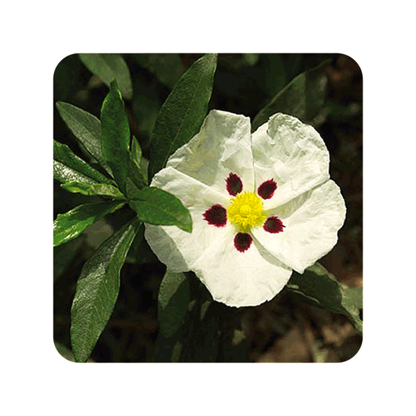 ACEITE ESENCIAL DE JARA CORCEGA (CISTUS LADANIFERUS) 5 CC PRANAROM