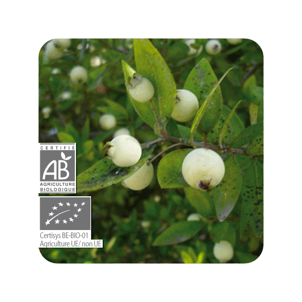 ACEITE ESENCIAL DE MIRTO VERDE BIO (MYRTUS COMMUNIS QT CINEOL) 5 CC PRANAROM