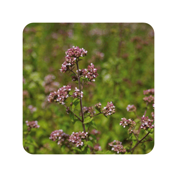 ACEITE ESENCIAL DE OREGANO (ORIGANUM COMPACTUM) 10 CC PRANAROM