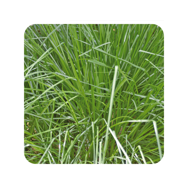 ACEITE ESENCIAL DE PALMAROSA (CYMBOPOGON MARTINII) 10 CC PRANAROM