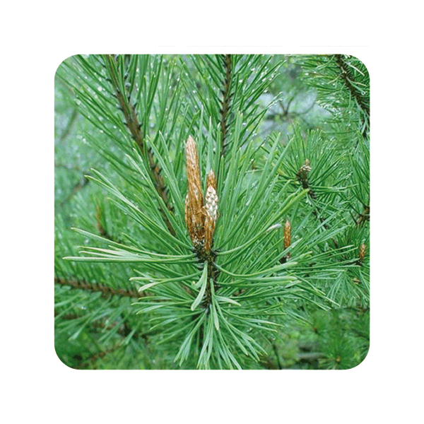 ACEITE ESENCIAL DE PINO SILVESTRE (PINUS SYLVESTRIS) 10 CC PRANAROM