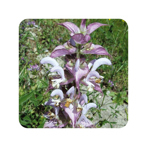 ACEITE ESENCIAL DE SALVIA ROMANA (SALVIA SCLAREA) 10 CC PRANAROM