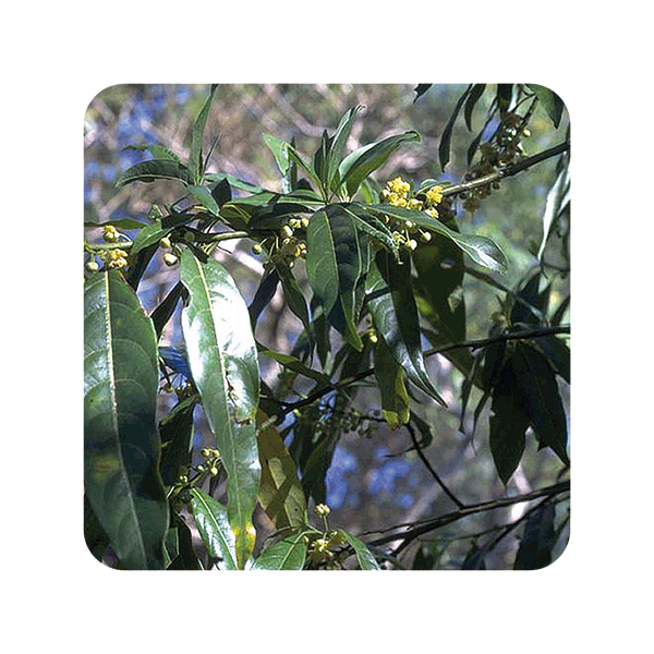 ACEITE ESENCIAL DE VERBENA EXOTICA (LITSEA CITRATA) 10 CC PRANAROM