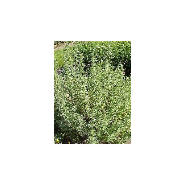 ACEITE ESENCIAL ARTEMISA BLANCA (ARTEMISIA HERBA ALBA) 10 CC PRANAROM