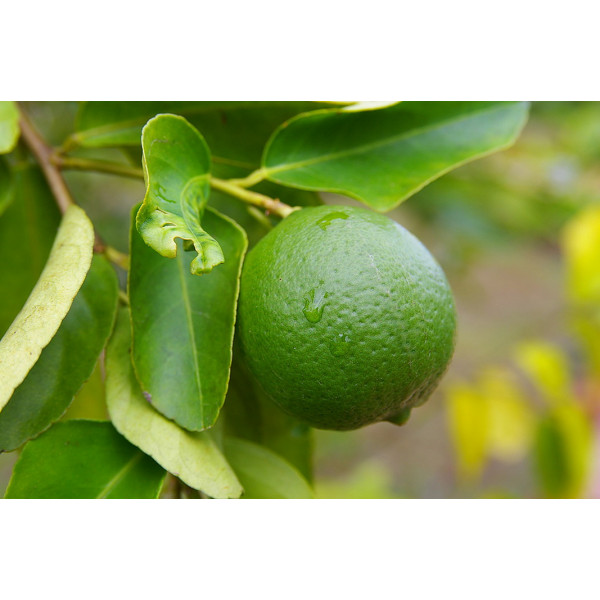 ESENCIA DE LIMA (CITRUS AURANTIFOLIA) 10 CC PRANAROM