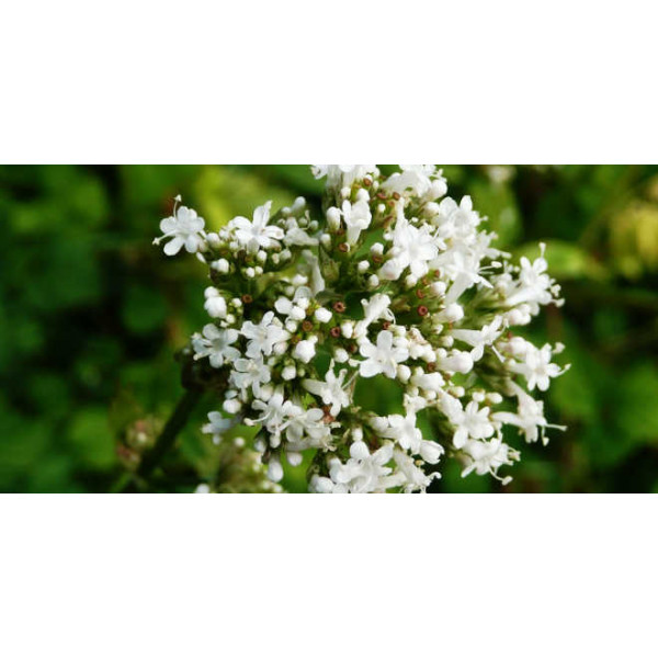 ACEITE ESENCIAL DE VALERIANA (VALERIANA OFFICINALIS) 5 CC PRANAROM