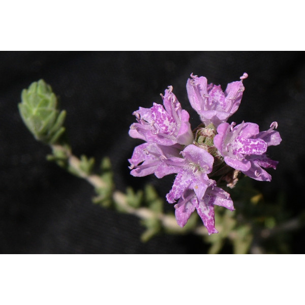 ACEITE ESENCIAL DE OREGANO ESPAÑOL (CORYDOTHYMUS CAPITATUS) 5 CC PRANAROM