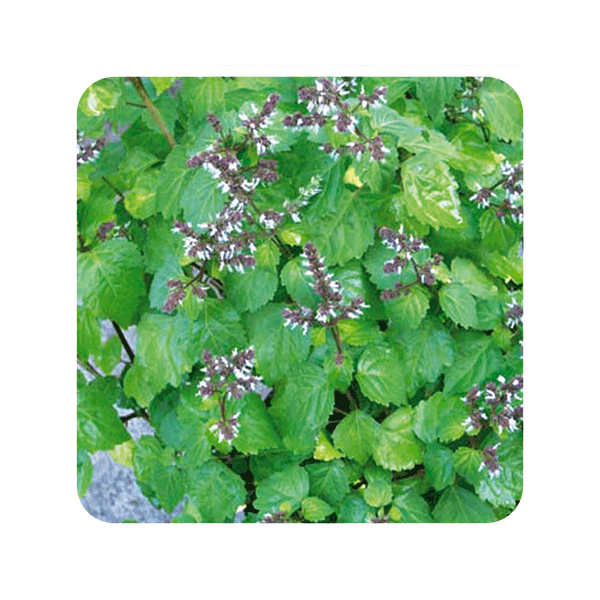 ACEITE ESENCIAL DE PATCHULI  (POGOSTEMON CABLIN) 5 CC PRANAROM