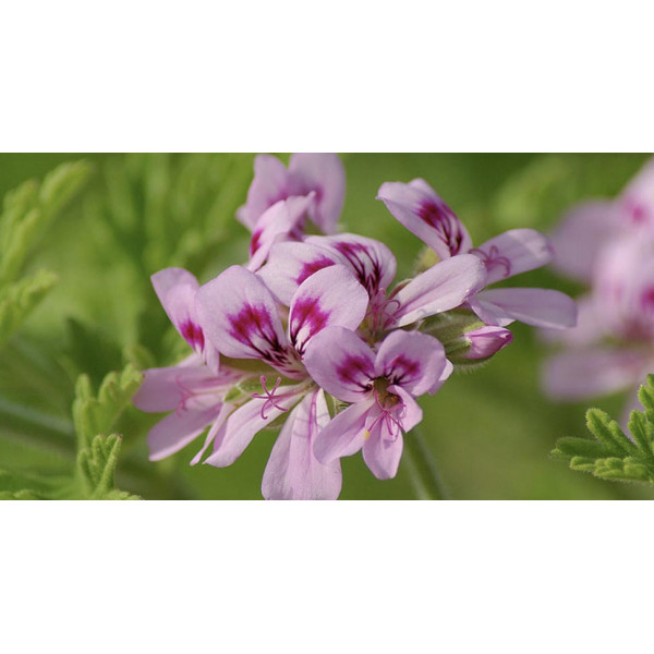 ACEITE ESENCIAL DE GERANIO BOURBON (PELARGONIUM ASPERUM BOURBON) 10 CC PRANAROM